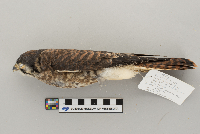 Catharus fuscescens image