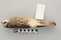 Catharus fuscescens image