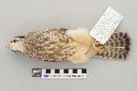 Catharus fuscescens image