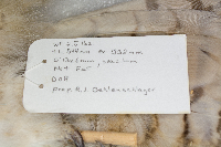 Bubo virginianus image