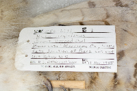 Bubo virginianus image