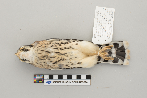 Falco sparverius image