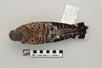 Falco sparverius image