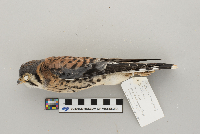 Falco sparverius image