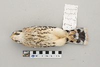 Falco sparverius image