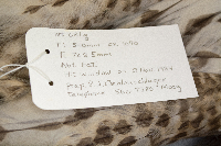 Calcarius lapponicus image