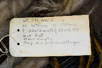 Calcarius lapponicus image