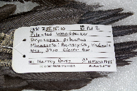 Dryocopus pileatus image