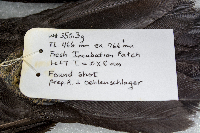Dryocopus pileatus image