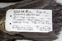 Dryocopus pileatus image