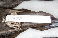 Dryocopus pileatus image