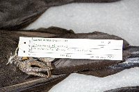 Dryocopus pileatus image