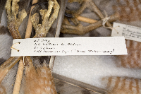 Accipiter cooperii image
