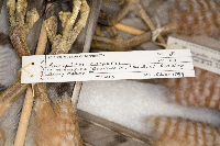 Accipiter cooperii image