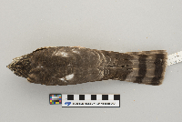 Accipiter striatus image