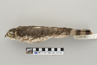 Accipiter striatus image