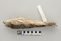 Accipiter striatus image