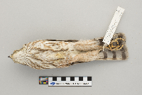 Accipiter striatus image