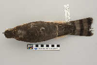 Accipiter striatus image