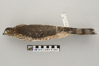 Accipiter striatus image