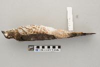 Accipiter striatus image