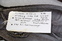 Corvus brachyrhynchos image