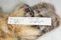 Bubo virginianus image