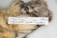 Bubo virginianus image