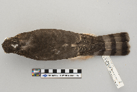 Accipiter striatus image