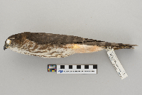 Accipiter striatus image