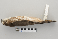 Accipiter striatus image