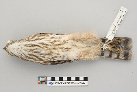 Accipiter striatus image