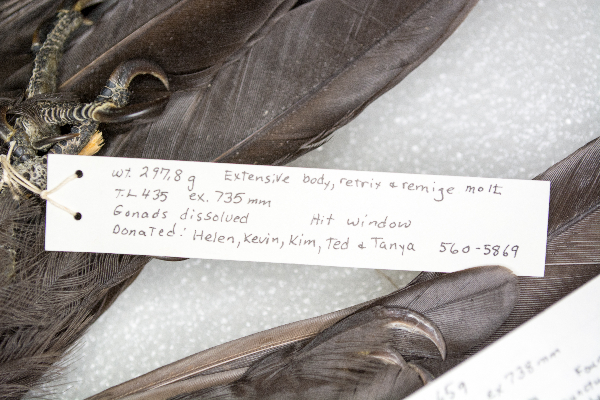 Dryocopus pileatus image