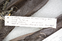 Thumbnail image of current specimen