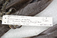 Dryocopus pileatus image