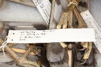 Accipiter cooperii image