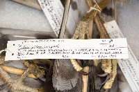 Accipiter cooperii image