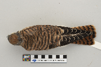 Falco sparverius image