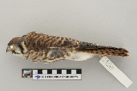 Falco sparverius image