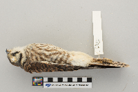 Falco sparverius image