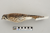 Falco sparverius image