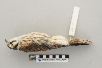 Falco sparverius image