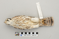 Falco sparverius image