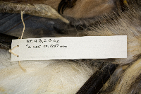 Ardea herodias image