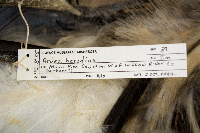 Ardea herodias image