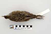 thumbnail image of current specimen