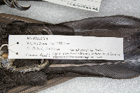 Hirundo rustica image