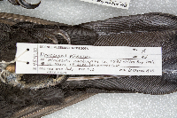 Hirundo rustica image