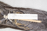 Corvus corax image