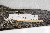 Corvus corax image